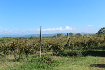 Vigneto Erbaluce con antica coltivazione a 'pergola'